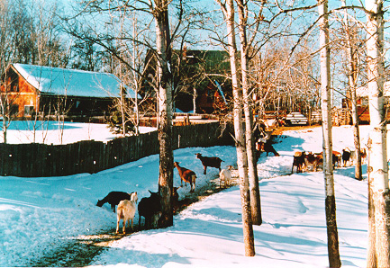 The Pen in Winter