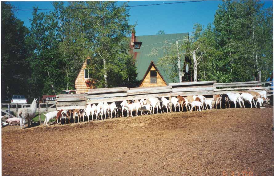 Goat Butt's