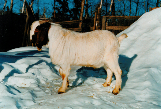 South African Boer Buck