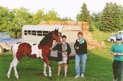Picture of beautiful colt